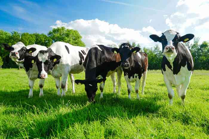 5 Kühe - © Countrypixel - stock.adobe.com