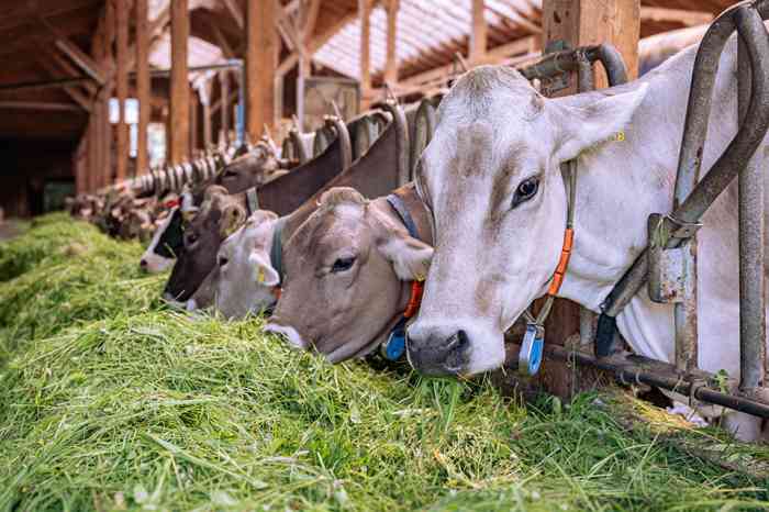 Kühe im Stall - © countrypixel - stock.adobe.com