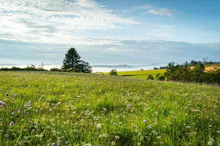 Wiese - © countrypixel - stock.adobe.com