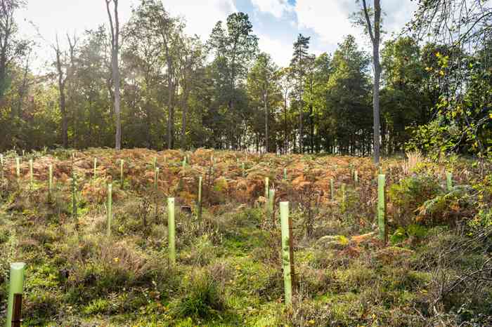 Junge Baumtriebe - © Paul Maguire - stock.adobe.com