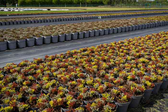 Setzlinge  - © Countrypixel - stock.adobe.com