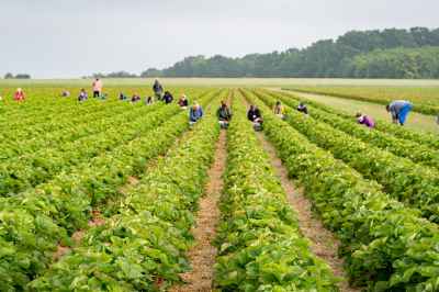 Erntehelfer auf einem Erdbeerfeld