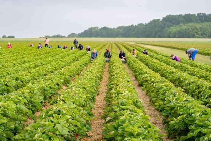 Erntehelfer auf einem Erdbeerfeld - © Countrypixel - stock.adobe.com